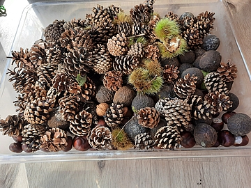 Die herbstlichen Fundstücke von unserem Spaziergang.